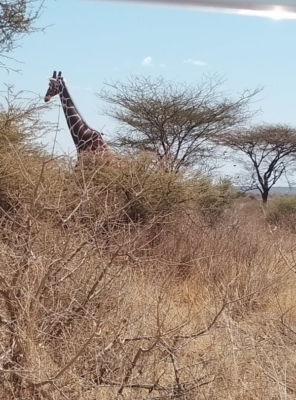 {“capture_mode”:”AutoModule”,”faces”:[]}