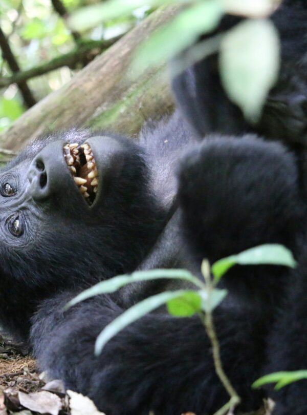 gabriel-schumacher-pjMnGNI7mT4-unsplash