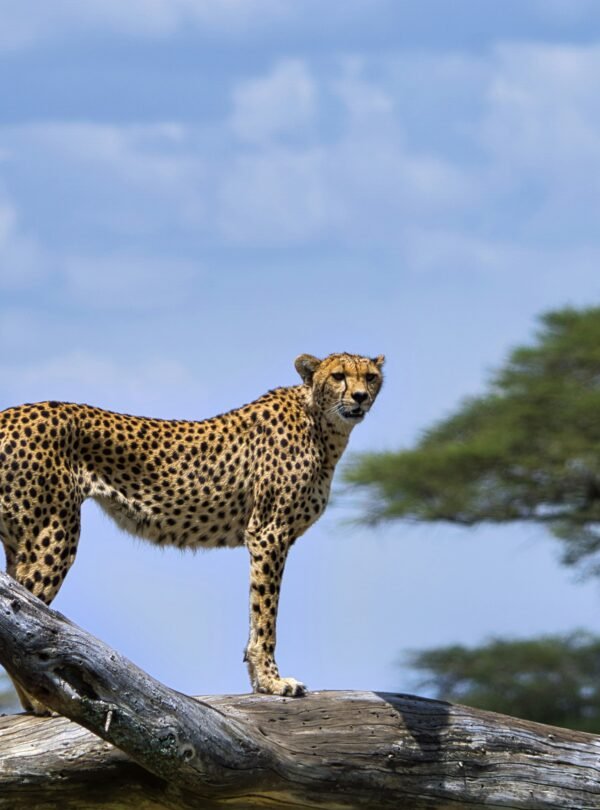 partha-narasimhan-PJBXdSyPmgc-unsplash